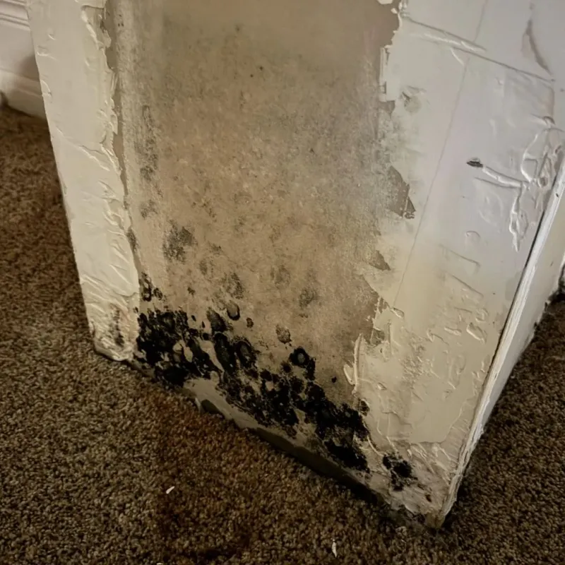 Professional Mold Removal in Wister, OK